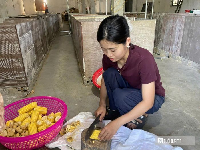 Theo chị Điều tức ăn chủ yếu được tận dụng từ nông nghiệp địa phương như tre, mía, ngô, sắn.... Tổng chi phí thức ăn trung bình mỗi tháng khoảng 2,5 triệu đồng.