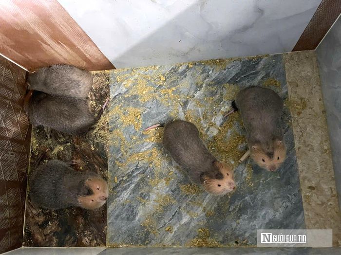 Hiện giá bán trên thị trường dao động từ 3–4 triệu đồng/cặp và khách hàng chủ yếu đến từ các tỉnh phía Bắc.