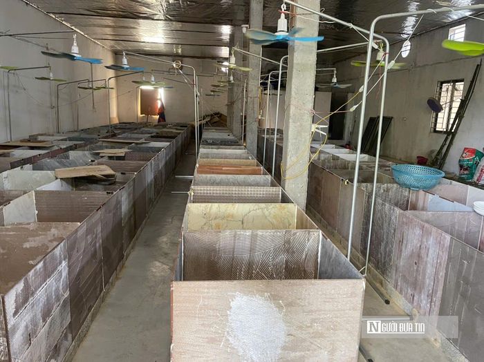 Vì loài dúi ưa nhiệt độ mát từ 17 – 26 độ C nên gia đình anh quyết định đầu tự hệ thống tấm làm mát ở trong chuồng. Hệ thống làm mát này sẽ giúp dúi phát triển nhanh hơn. Ngoài ra, gia đình chị Điều còn lắp thêm quạt để chuồng trại luôn được thông thoáng.