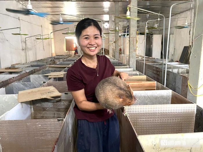 Theo chi Điều, năm 2025 gia đình chị xuất bán khoảng 100 cặp dúi giống, sau khi trừ chi phí thu lãi hàng trăm triệu đồng. Và thời điểm hiện tại trang trại có gần 300 con dúi. Trong năm đầu tiên gia đình đã thu hồi vốn, năm thứ hai bắt đầu có lãi và mở rộng quy mô đàn. Thời gian tới, anh chin quyết định mở rộng quy mô và hướng tới nuôi dúi theo hướng hàng hóa.