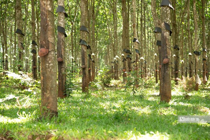 Trong hơn 313 ha quy hoạch khu công nghiệp, phần diện tích trồng cây lâu năm, chủ yếu là cao su. Diện tích cao su chiếm đến 99.98%