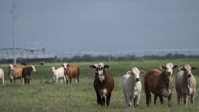 Đàn bò đang gặm cỏ trên một cánh đồng ở La Pryor, Texas, Mỹ vào ngày 6/6. Ảnh: Getty.