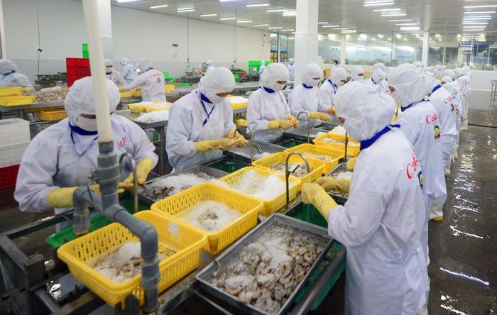 Ngành tôm tiếp tục đối mặt với vụ kiện chống bán phá giá tại Mỹ. Ảnh: Hoàng Anh. 
