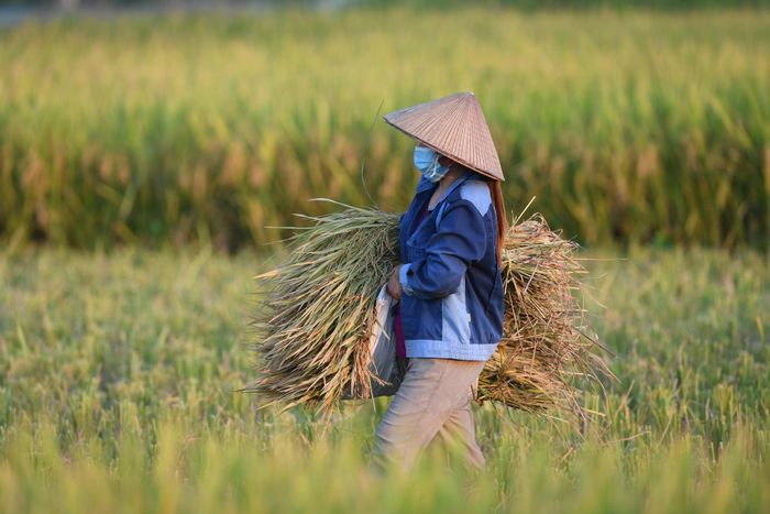 Cơ hội tăng trưởng xuất khẩu gạo 2026 song hành thách thức chi phí và chất lượng. Ảnh: Hoàng Anh