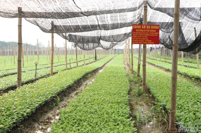 Các địa phương không tổ chức gieo ươm đã chủ động đặt hàng các cơ sở sản xuất uy tín nhằm đảm bảo nguồn cây giống đủ về số lượng và chuẩn về chất lượng.