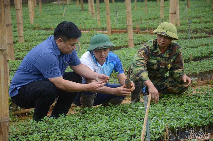 Cán bộ Trung tâm dịch vụ tổng hợp xã Chiềng Sinh kiểm tra quá trình sinh trưởng, phát triển của cây giống được gieo ươm tại địa phương.