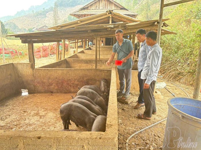 Người dân bản Xẻ, xã Mường Nhà chú trọng phát triển chăn nuôi theo hướng hàng hóa. 