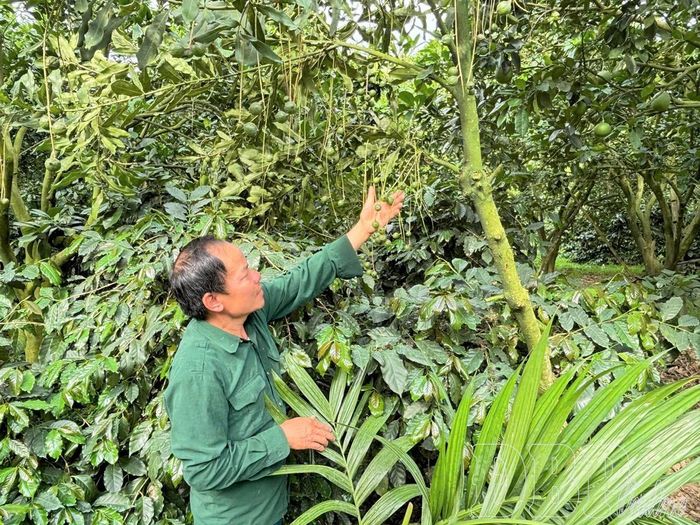 Vườn cây mắc ca sai trĩu quả của gia đình ông Nguyễn Vân Du.