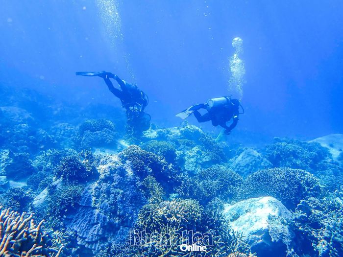 Các thợ lặn vớt rác thải khu vực rạn san hô ở Hòn Mun (vịnh Nha Trang).
