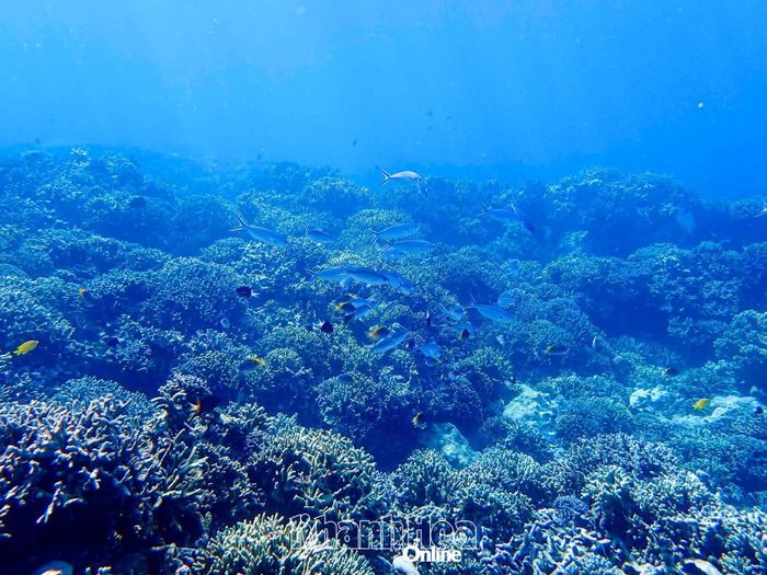 Hệ sinh thái rạn san hô ở khu vực Hòn Mun (vịnh Nha Trang) đang phục hồi tốt.