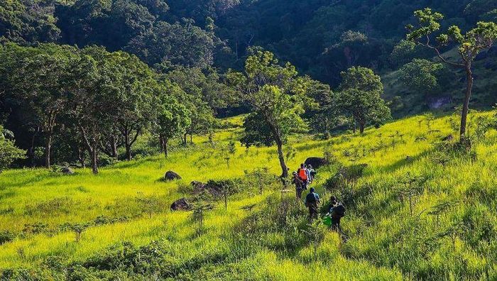 Nhiều công ty lữ hành tổ chức tour trekking Vườn Quốc gia Núi Chúa - Phước Bình.