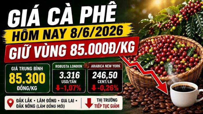 Cập nhật giá cà phê Tây Nguyên và thế giới sáng 8/6/2026. Hình minh họa