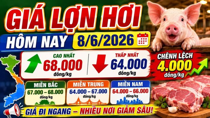 Cập nhật giá lợn hơi 3 miền sáng 8/6/2026. Hình minh họa