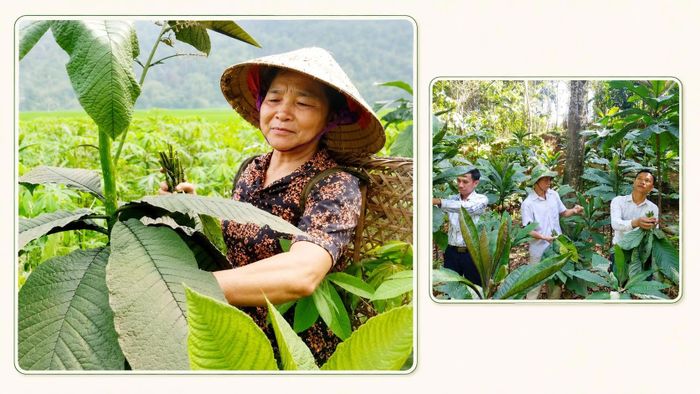 Người dân thu hái khôi nhung phục vụ chế biến trà dược liệu.