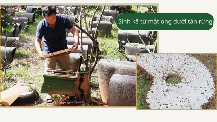 Nghề nuôi ong lấy mật dưới tán rừng góp phần tạo thu nhập cho người dân, đồng thời khuyến khích cộng đồng gìn giữ nguồn hoa tự nhiên và môi trường sinh thái.