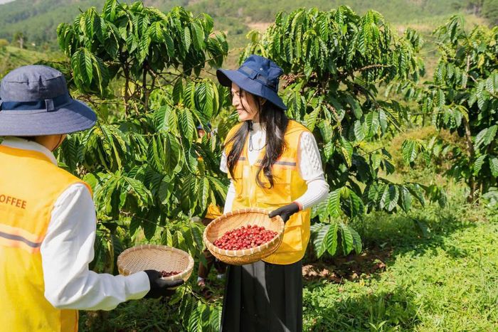 Vùng trồng cà phê đạt các tiêu chuẩn chứng nhận bền vững của Lâm Đồng