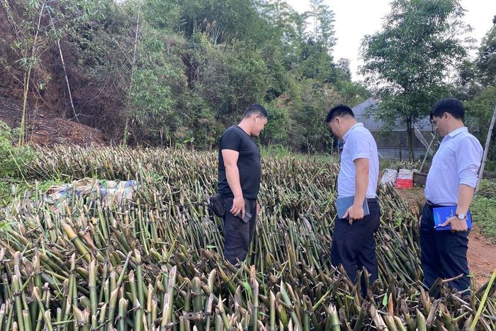 Giống tre chất lượng cao được sản xuất, cung ứng theo nhu cầu chuyển đổi xanh trong chuỗi liên kết, chủ trì là Hợp tác xã Thương mại Dịch vụ Nông nghiệp Bamboo Lâm Đồng