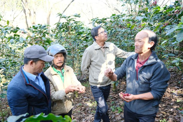 Các mô hình sản xuất cà phê bền vững được nhiều nông dân quan tâm, áp dụng vào sản xuất