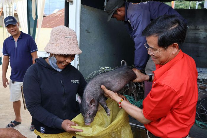 Ông Nguyễn Quang Minh, Ủy viên Ban Chấp hành Trung ương Hội Chữ Thập đỏ Việt Nam, Chủ tịch Hội Chữ Thập đỏ tỉnh Lâm Đồng trao heo giống cho người dân (Ảnh: Tư liệu)