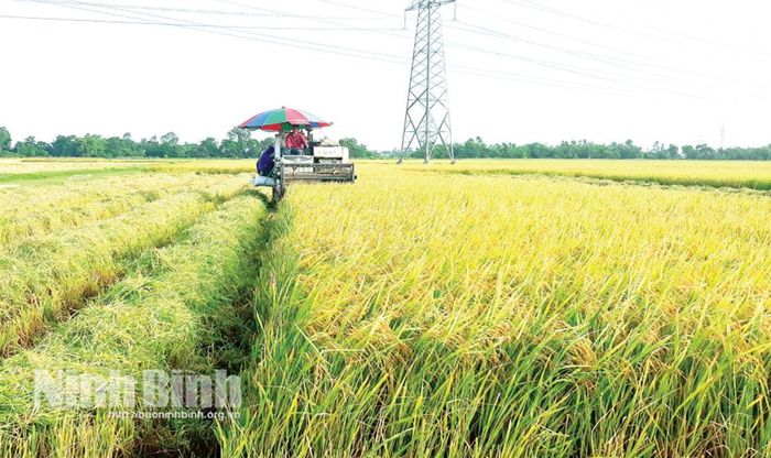 Đưa cơ giới hóa vào thu hoạch lúa tại xã Hiển Khánh.