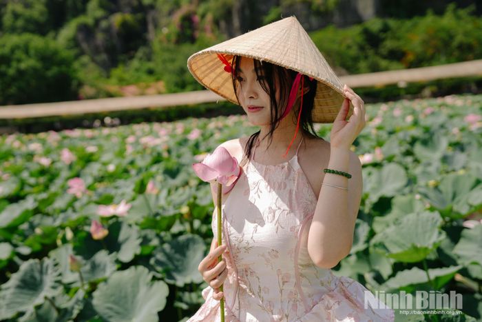 Hoa sen luôn là phụ kiện chụp ảnh mang theo bên mình của các "nàng thơ".
