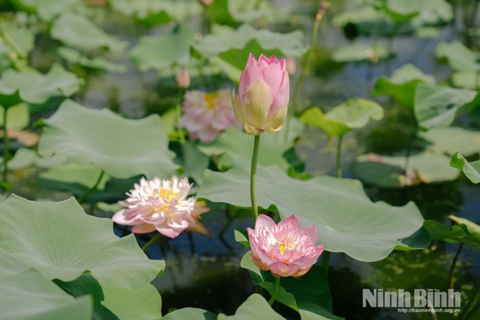 Sen Nhật với cánh sen nhỏ, đầu cánh nhọn tạo nên nét riêng của sen Hang Múa.