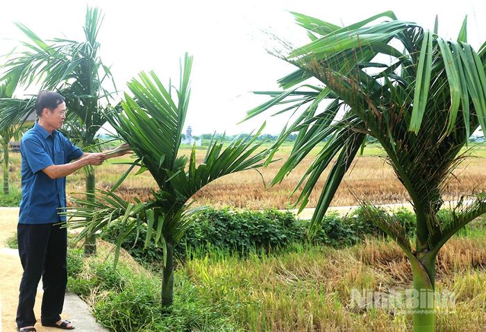 Hàng cây cau dài hơn 200m, do Hội Cựu chiến binh tổ dân phố Bàn Thạch chăm sóc.