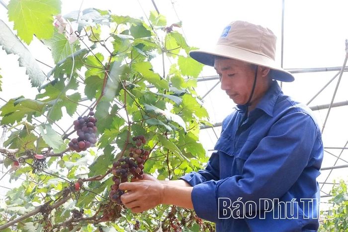 Kỹ thuật viên trực tiếp hướng dẫn, chia sẻ quy trình canh tác nho Hạ Đen.