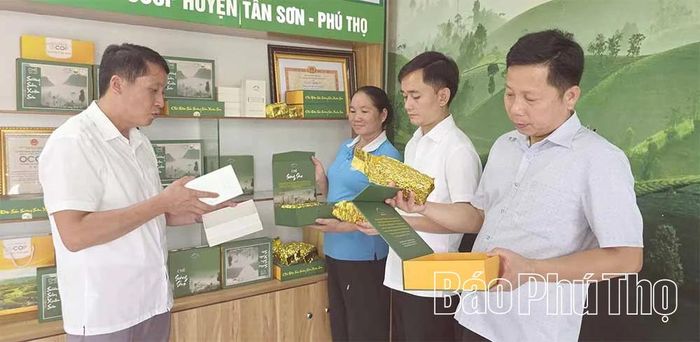 Sản phẩm chè Sương sớm Xuân Sơn đã được công nhận OCOP 3 sao.