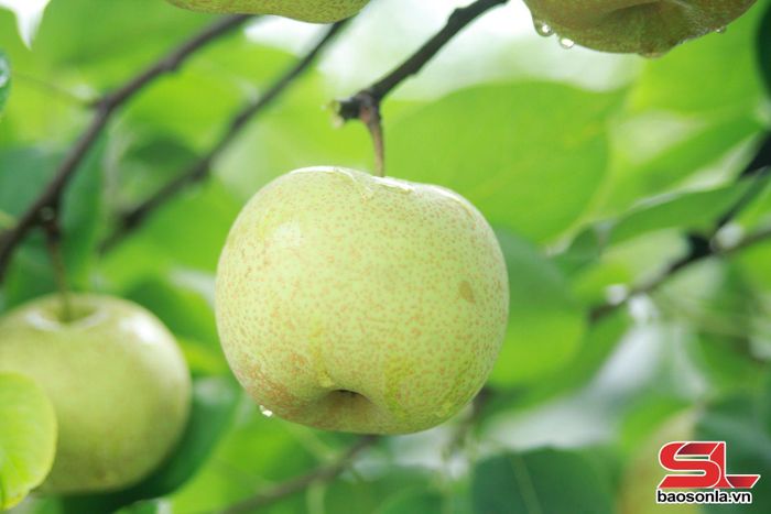 Quả lê Tai Nung được chăm sóc theo hướng hữu cơ.