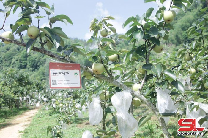 Mã truy xuất nguồn gốc được gắn tại từng cây lê.