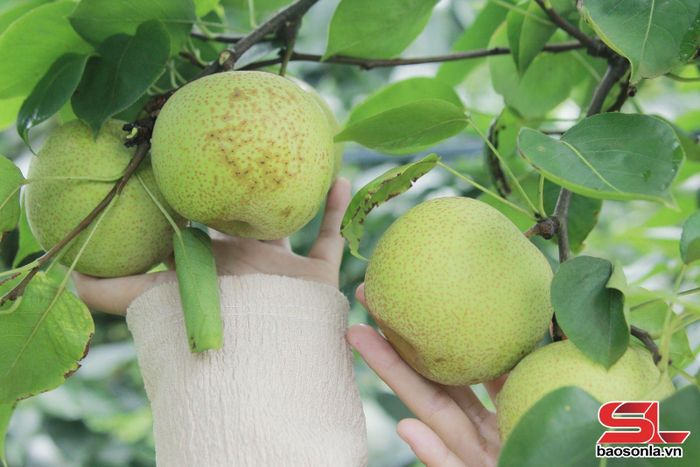Chùm lê Tai Nung xã Phiêng Khoài.