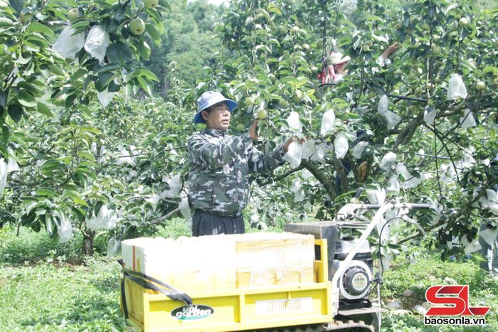 Nông dân xã Phiêng Khoài thu hoạch lê Tai Nung.