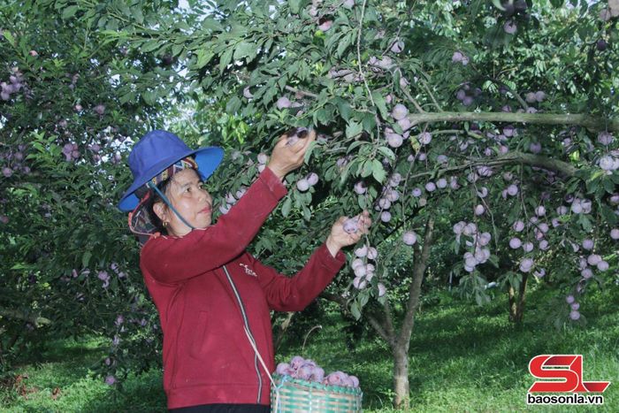 Nông dân bản Ái 2 thu hoạch mận hậu tại vùng sản xuất theo hướng hữu cơ.