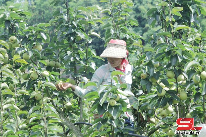 Vườn lê Tai Nung tại bản Cồn Huốt 1 phát triển tốt nhờ áp dụng phương thức canh tác hữu cơ.