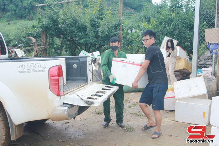 Thương lái thu mua lê Tai Nung tại vườn của người dân xã Phiêng Khoài.