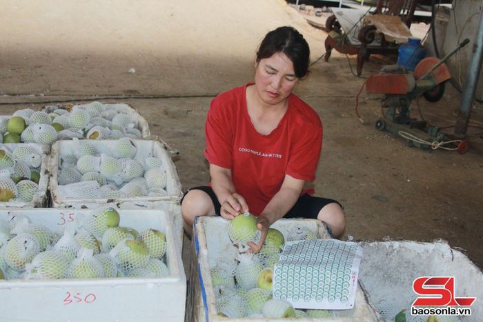 Dán tem truy xuất nguồn gốc cho sản phẩm lê Tai Nung.