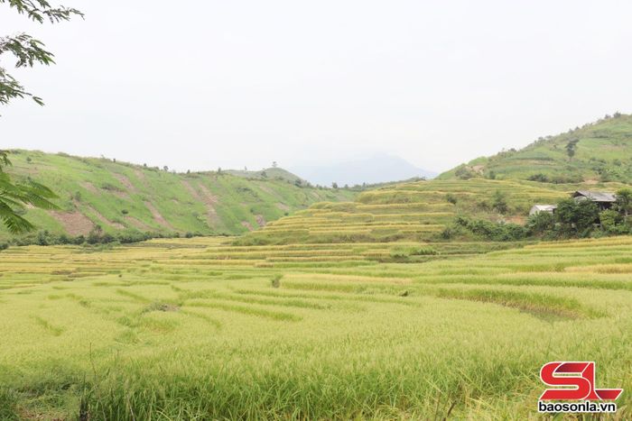 Cánh đồng lúa xã Chiềng Hoa.