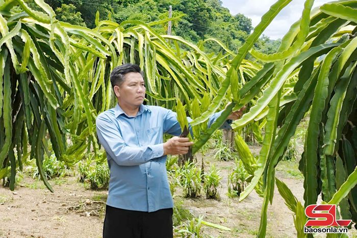 Mô hình trồng cây thanh long của đảng viên Vì Văn Đạt, bản Bó Hiềng, xã Đoàn Kết.