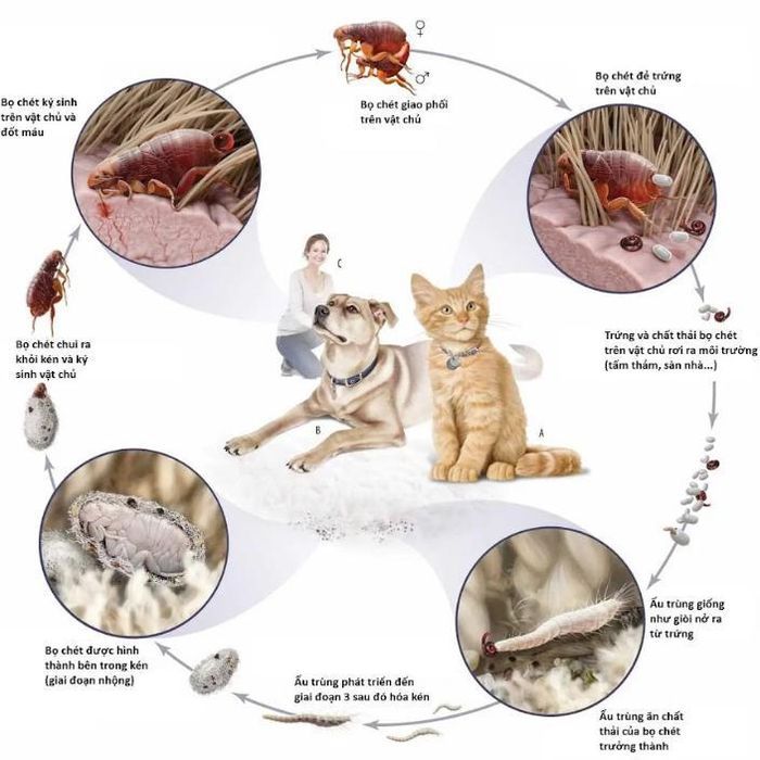 Vòng đời phát triển của bọ chét.