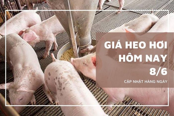 Giá heo hơi hôm nay tại miền Trung và miền Nam tiếp tục giảm. Ảnh: Hà My