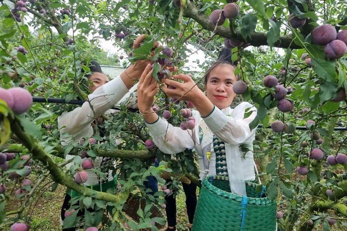 Nông dân xã Phiêng Khoài (Sơn La) thu hoạch mận hậu.