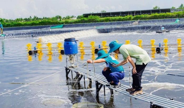 Giá thức ăn tôm tăng liên tiếp