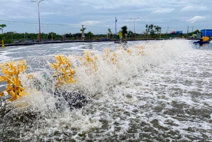 Nhiều hộ nuôi tôm đã phải thu hẹp diện tích nuôi