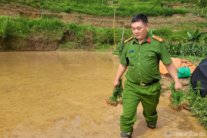 Trung tá Lù Văn Thương (Phó Trưởng Công an xã Bản Máy) xuống ruộng cấy lúa cùng người dân.
