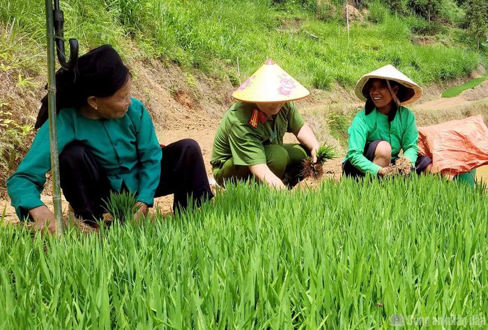 Mồ hôi thấm đẫm lưng áo, nhưng ai nấy đều vui vẻ, động viên nhau làm nhanh để kịp thời vụ. Không khí lao động chan hòa tiếng nói cười, xóa nhòa khoảng cách giữa lực lượng Công an và người dân.
