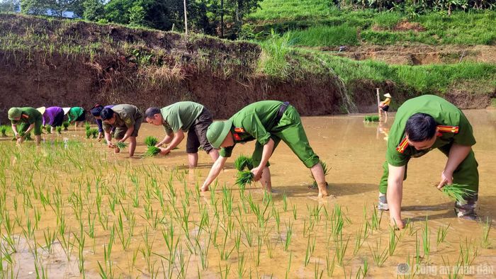 Cán bộ, chiến sĩ Công an xã Bản Máy cấy lúa giúp đỡ bà con.