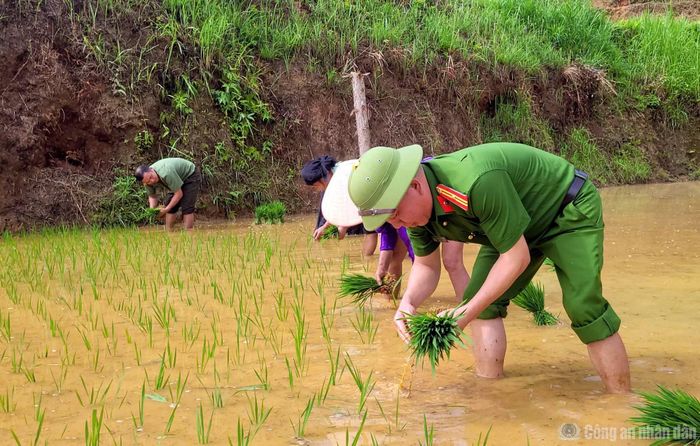 Từ sáng sớm 8/6, các cán bộ, chiến sĩ đã có mặt tại đồng ruộng cùng người dân vận chuyển mạ, làm đất và trực tiếp tham gia cấy lúa.