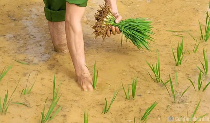 Dưới cái nắng oi ả của ngày hè, từng hàng mạ được cấy xuống ngay ngắn.