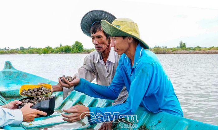 Mô hình nuôi sò huyết mang lại thu nhập ổn định ở xã Thanh Tùng. Ảnh: Hồng Nhung